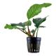 Anubias barteri var. 'Coffeifolia' Tropica