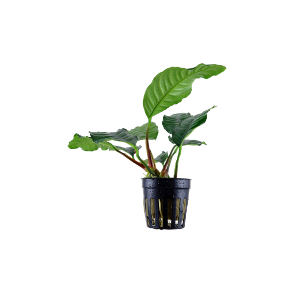 Anubias barteri var. 'Coffeifolia' Tropica