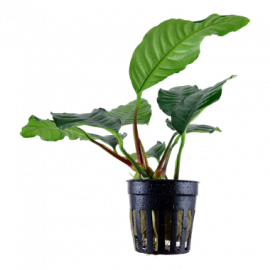 Anubias barteri var. 'Coffeifolia' Tropica