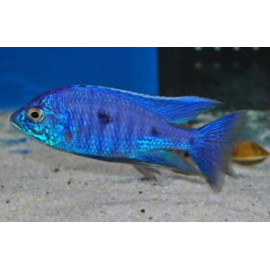 Copadichromis azureus