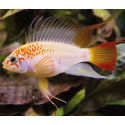 APISTOGRAMMA VIEJITA GOLD L