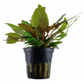 Cryptocoryne wendtii 'Tropica' Tropica