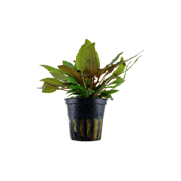 Cryptocoryne wendtii 'Tropica' Tropica