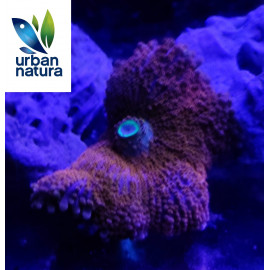 Ricordea Yuma Red Ultra big polyp XL