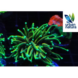 Euphyllia glabrescens hellfire ultra esqueje 1 cabeza M