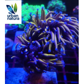 Euphyllia glabrescens Holy grail torch ultra esqueje 2 cabezas