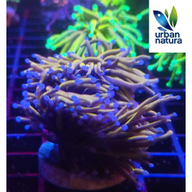 Euphyllia glabrescens Holy grail torch esqueje 1 cabeza CITES: 24PTLX01128I