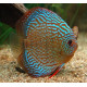 Discus deluxe haraldi royal blue TX M