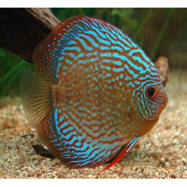 Discus deluxe haraldi royal blue TX SM
