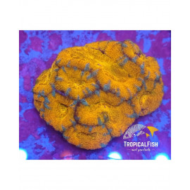 ACANTHASTREA LORDWENSIS ULTRA ML CITES: ES-MT-5254522I