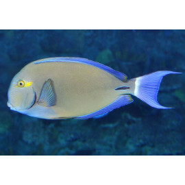 ACANTHURUS BLOCHII S Maldivas