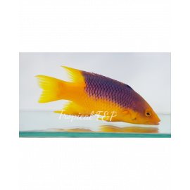 Bodianus Rufus Tiny