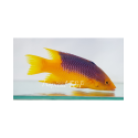 Bodianus Rufus Tiny