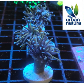 Euphyllia glabrescens golden torch blue tips 2 cabezas