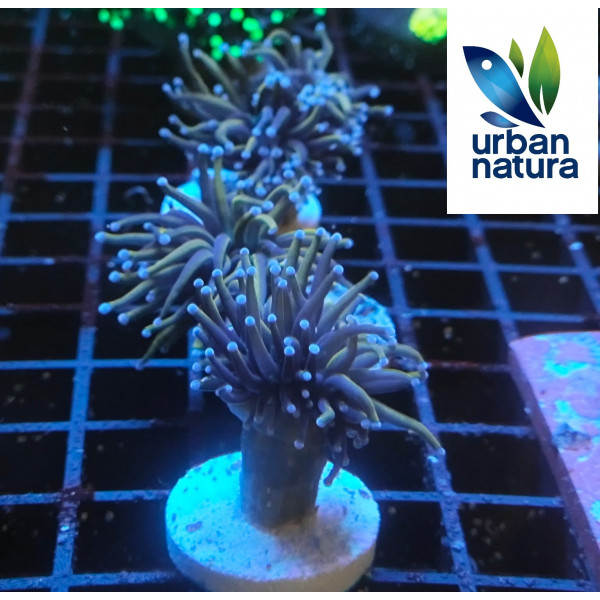 Euphyllia glabrescens golden torch blue tips 1 cabeza