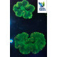 Trachyphyllia Green Ultra Australia