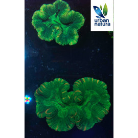 Trachyphyllia Green Ultra Australia