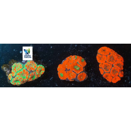 ACANTHASTREA LORDWENSIS ULTRA ML Australia CITES: ES-MT-5254522I