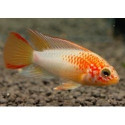 Apistogramma macmasteri gold