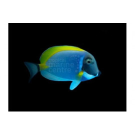 ACANTHURUS LEUCOSTERNON SM