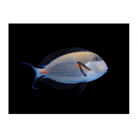 ACANTHURUS LEUCOSTERNON 10-12CM (ACANTHURUS LEUCOSTERNON)