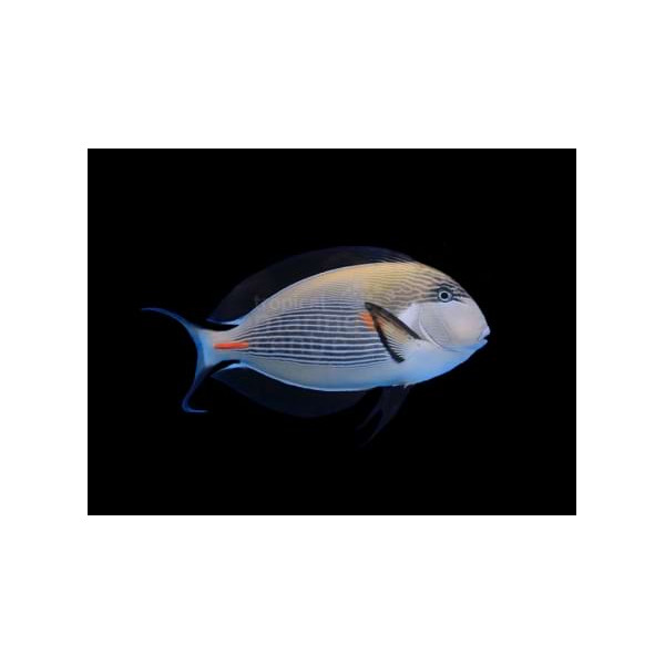 ACANTHURUS LEUCOSTERNON 10-12CM (ACANTHURUS LEUCOSTERNON)