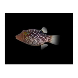 Canthigaster papua