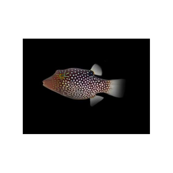 Canthigaster papua