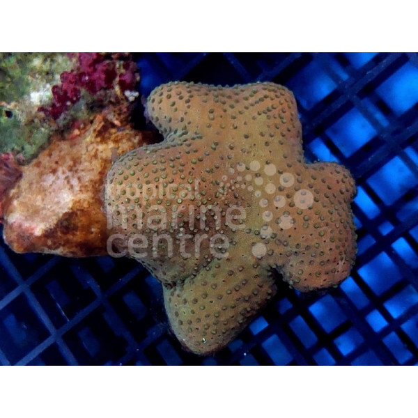 Sarcophyton Cultured Toadstool Soft Coral SM