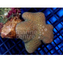 Sarcophyton Cultured Toadstool Soft Coral SM