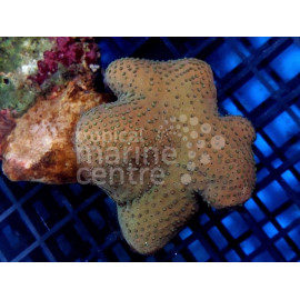 Sarcophyton Cultured Toadstool Soft Coral SM