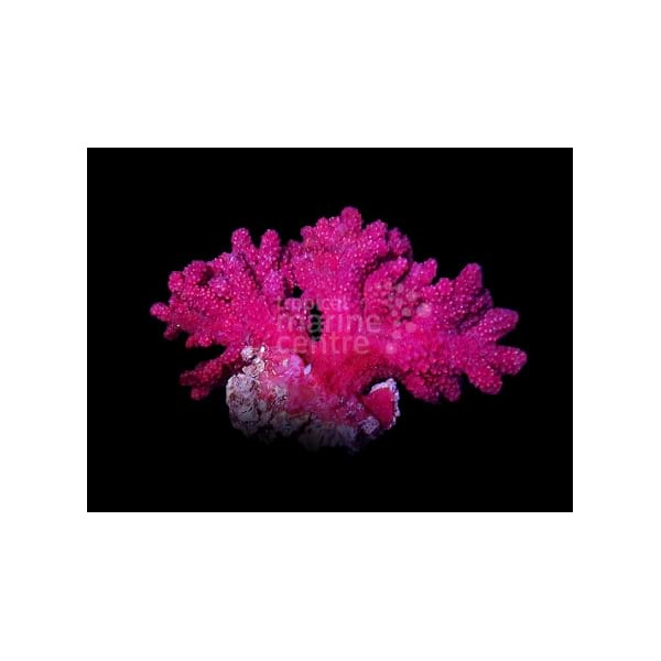CAROTALCYON (NEPHTHYIGORGIA)