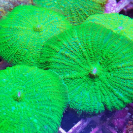 Rhodactis sp Green ultra esqueje