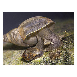 Lymnaea stagnalis caracol estanque