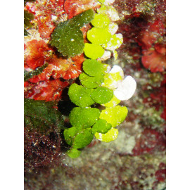 Halimeda alga calcarea porcio S