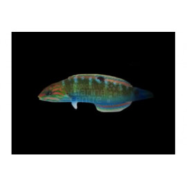 THALASSOMA LUNARE Maldivas