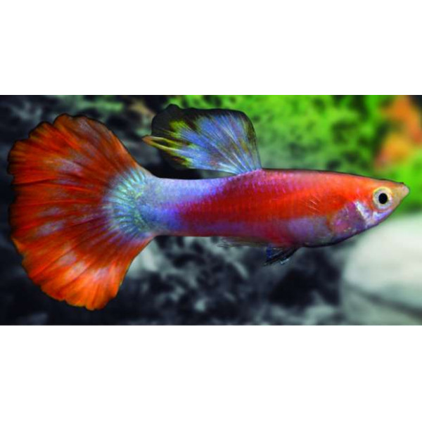 guppy macho neon rojo