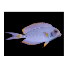 Acanthurus leucocheilus XL