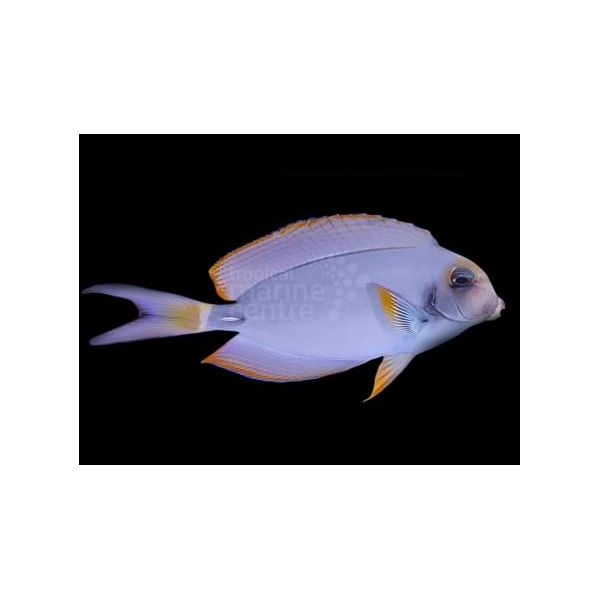 Acanthurus leucocheilus XL