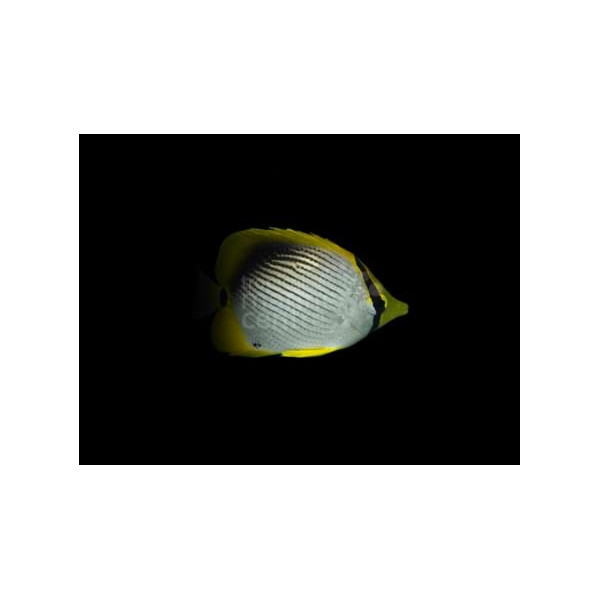 Chaetodon melannotus