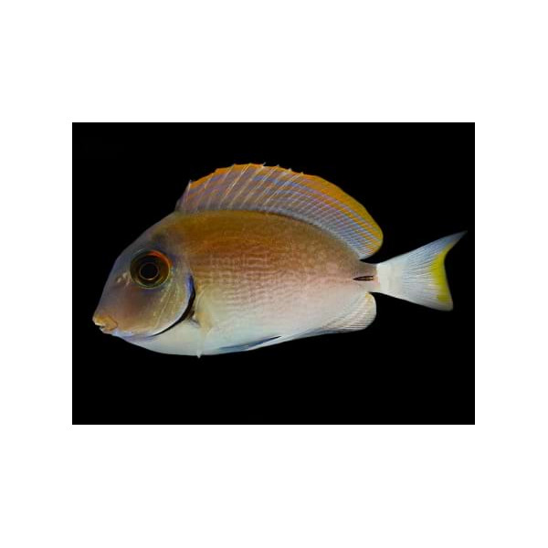 Acanthurus bahianus