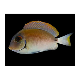 Acanthurus bahianus