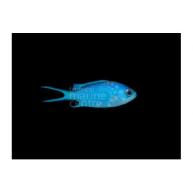 Chromis cyanea