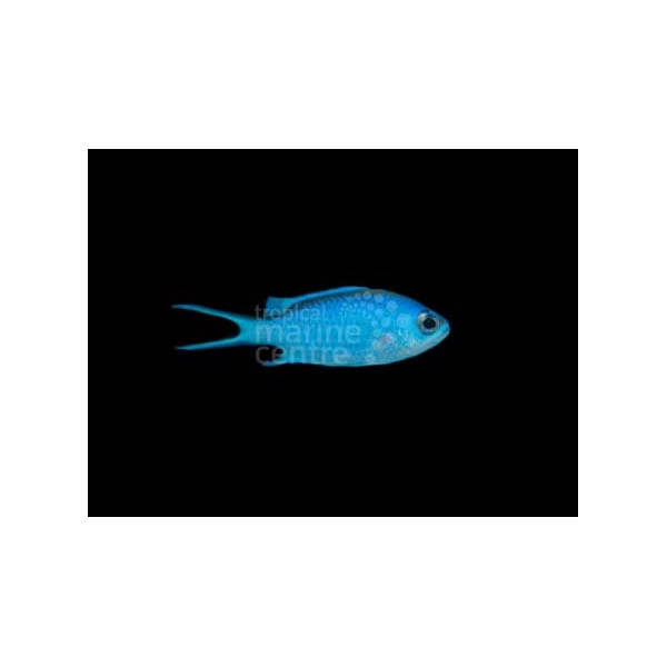 Chromis cyanea