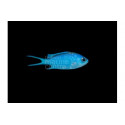 Chromis cyanea