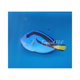 PARACANTHURUS HEPATUS Yellow M