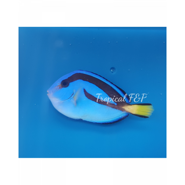 Paracanthurus Hepatus L