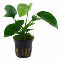 Anubias barteri caladiifolia tropica XL