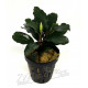 Bucephalandra aragon L