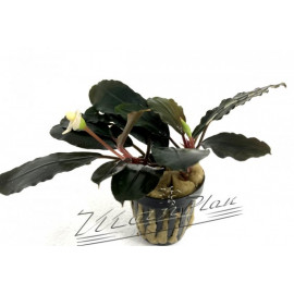 Bucephalandra Ariadne Blue L